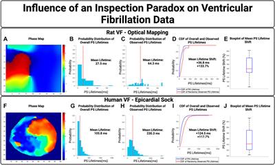 The inspection paradox: An important consideration in the evaluation of rotor lifetimes in cardiac fibrillation